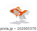 金魚のイラスト3〜白背景 102005370