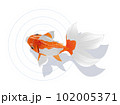 金魚のイラスト4〜白背景 102005371