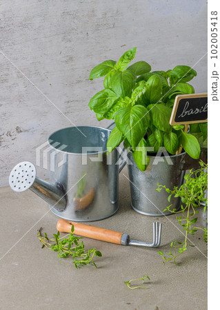 Thyme and basil bush in pots 102005418