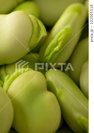 Fresh and raw green broad beans 102005518