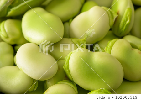 Fresh and raw green broad beans 102005519