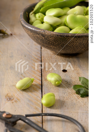 Fresh and raw green broad beans 102005520
