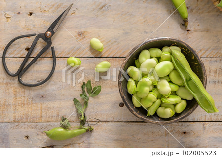 Fresh and raw green broad beans 102005523
