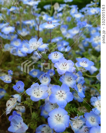 ネモフィラの青い小さな花 ネモフィラの青い小さな花 102005563