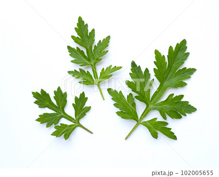 白背景にフレッシュな蓬の葉、よもぎ、餅草、ヨモギの葉の切り抜き素材、薬草 102005655