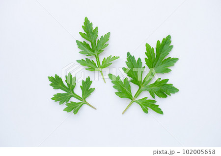 白背景にフレッシュな蓬の葉、よもぎ、餅草、ヨモギの葉の切り抜き素材、薬草 白背景にフレッシュな蓬の葉、よもぎ、餅草、ヨモギの葉の切り抜き素材、薬草 102005658