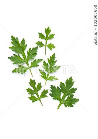 白背景にフレッシュな蓬の葉、よもぎ、餅草、ヨモギの葉の切り抜き素材、薬草 102005668