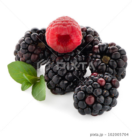 Raspberry with blackberry 102005704