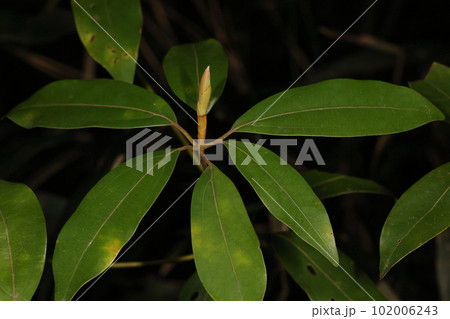 自然　植物　イヌガシ、枝先にまとまってつく葉。真ん中から新しい芽が伸びています 102006243
