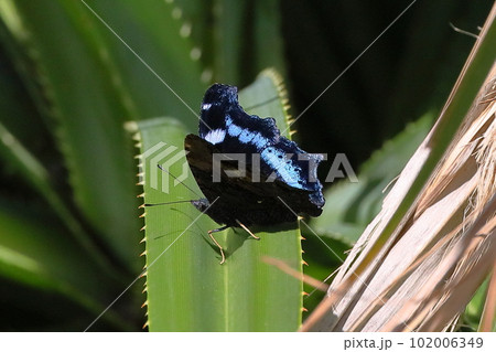 沖縄県国頭郡瀬底水納島　翅の青が鮮やかなタテハチョウ科のルリタテハ（瑠璃立羽） 102006349