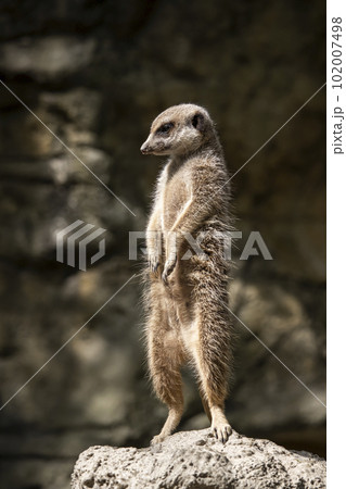 ミーヤキャット 動物 動物学 102007498