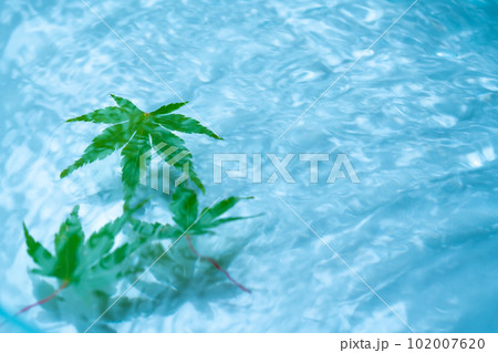 水面と青もみじと波紋 水面と青もみじと波紋 102007620