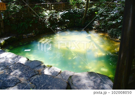 島根県松江市、八重垣神社の「鏡の池」に、おみくじの紙を浮かべる「縁占い」_2 102008050