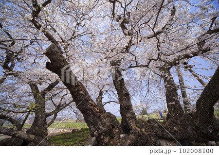 石部桜 石部桜 102008100