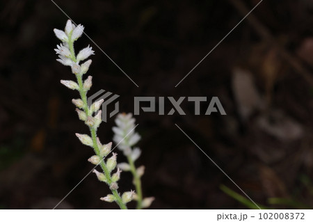 自然 植物 ソクシンラン、南方系の多年草。花は春から初夏、穂状に小さな花をたくさんつけます 自然 植物 ソクシンラン、南方系の多年草。花は春から初夏、穂状に小さな花をたくさんつけます 102008372