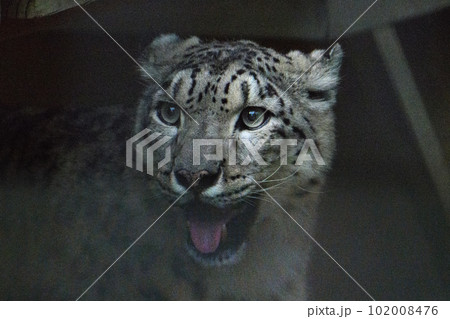 宵のうちのユキヒョウ 102008476