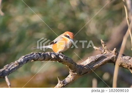 埼玉県比企郡川島町越辺川白鳥飛来地　川原に飛来したモズ 102009010