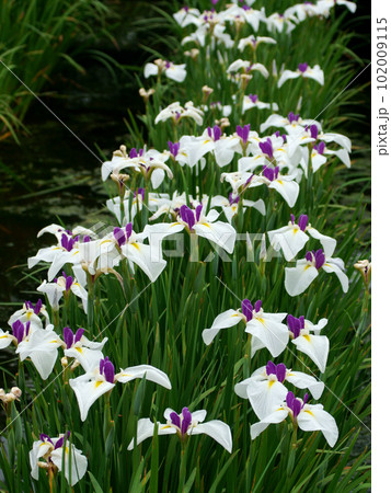 花菖蒲の咲く公園を散歩する 花菖蒲の咲く公園を散歩する 102009115