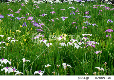 花菖蒲の咲く公園を散歩する 花菖蒲の咲く公園を散歩する 102009136