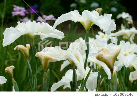 花菖蒲の咲く公園を散歩する 102009140