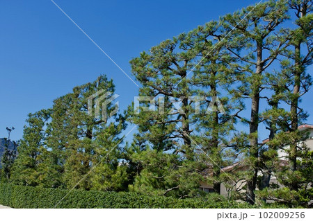 出雲の農村景観　築地松 102009256
