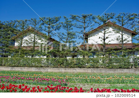 出雲の農村景観　築地松とチューリップ畑 102009514