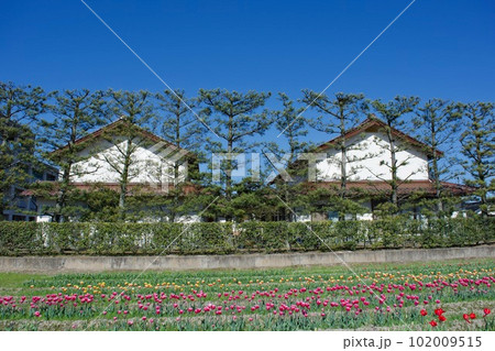 出雲の農村景観 築地松とチューリップ畑 出雲の農村景観 築地松とチューリップ畑 102009515