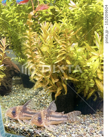 アクアリウム 熱帯魚 コリドラス アンチェスター 102009604