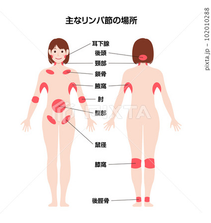 主なリンパ節の場所 全身図解ベクターイラスト 102010288