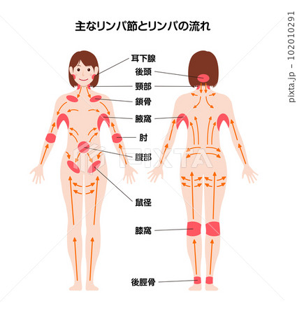 主なリンパ節の場所とリンパの流れる方向 全身図解ベクターイラスト 102010291