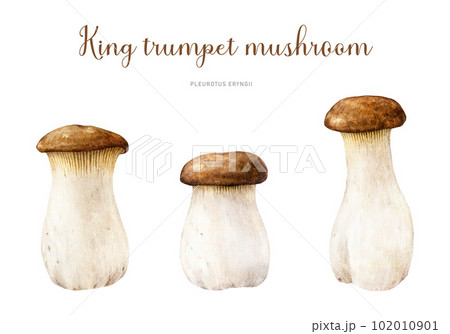 King trumpet mushroom hand painted set. Watercolor illustration. Hand drawn Pleurotus eryngii fungus. Edible fresh king oyster mushroom element collection. Isolated on white background King trumpet mushroom hand painted set. Watercolor illustration. Hand drawn Pleurotus eryngii fungus. Edible fresh king oyster mushroom element collection. Isolated on white background 102010901