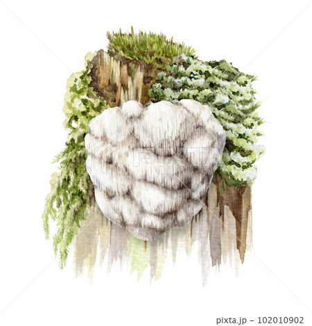 lions mane mushroom on a mossy stump. Watercolor illustration. Hand painted Hericium erinaceus fungus element. Lions mane medicinal mushroom growing on a tree image. Isolated on white background lions mane mushroom on a mossy stump. Watercolor illustration. Hand painted Hericium erinaceus fungus element. Lions mane medicinal mushroom growing on a tree image. Isolated on white background 102010902