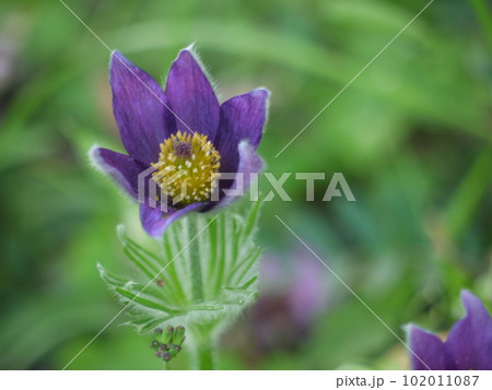 西洋オキナグサの花 西洋オキナグサの花 102011087