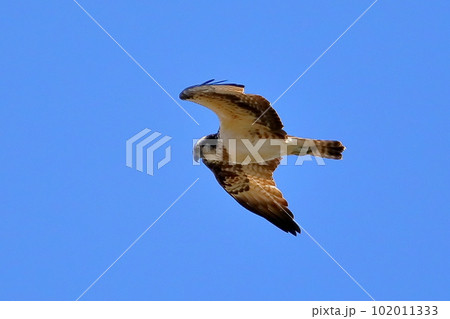 埼玉県比企郡川島町越辺川の白鳥飛来地　青空の上空を舞うタカ目のミサゴ、別名ウオタカ 102011333