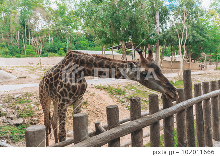 Giraffes in zoo Giraffes in zoo 102011666