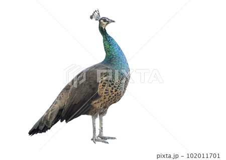One standing peacock isolated on white background. Clipping path 102011701