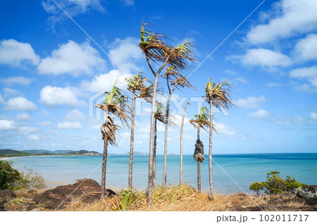 オーストラリア最北部の南国風景 102011717