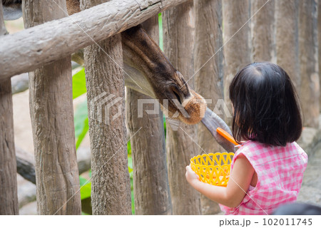 The Giraffe received food from little girl with sweet relationship 102011745
