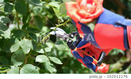Worker cuts fresh red rose for bouquet with wire cutters Worker cuts fresh red rose for bouquet with wire cutters 102012276