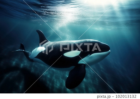 Image of orca or killer whale swimming under...のイラスト素材