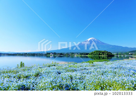 初夏の青空とネモフィラの風景 そして富士山 初夏の青空とネモフィラの風景 そして富士山 102013333