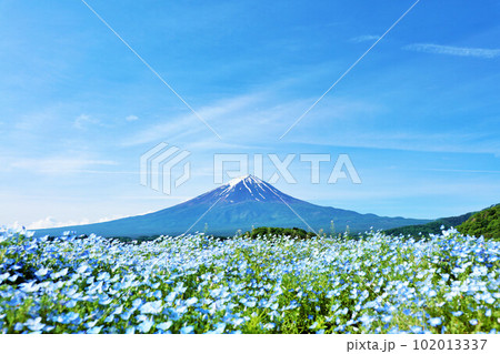 初夏の青空とネモフィラの風景　そして富士山 102013337