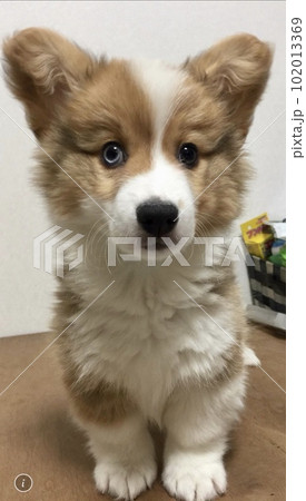 フラッフィーコーギーの子犬 102013369