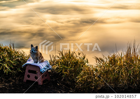 大観峰の雲海と草紅葉 朝風景 犬 【熊本県阿蘇市】 大観峰の雲海と草紅葉 朝風景 犬 【熊本県阿蘇市】 102014857