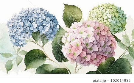 紫陽花（あじさい）の水彩画