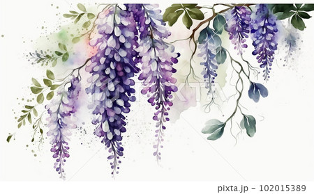 藤の花の水彩画