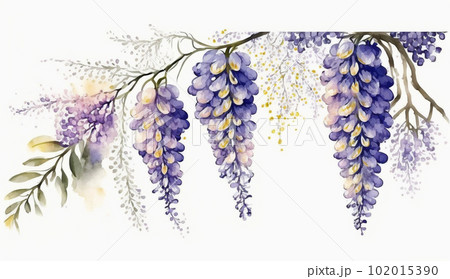 藤の花の水彩画
