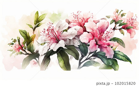 つつじの花の水彩画