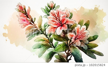 つつじの花の水彩画