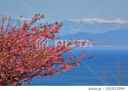 静岡県伊豆市小下田　恋人岬ステラハウス前の土肥桜と駿河湾越しの冠雪した南アルプス山脈 102015994